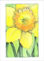 Daffodil