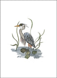 Heron in Water