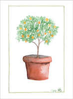 Orange Tree