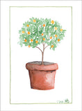 Orange Tree