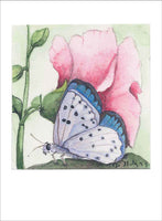 Spotted Butterfly