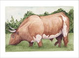 Bull in the Grass