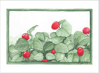 Partridge Berry