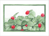 Partridge Berry