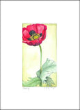 Single Poppy