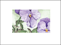 Purple Pansies