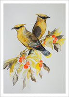 Cedar Waxwing by Nancy Tomczak