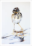 Sparrow by Nancy Tomczak