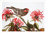 House Finch in Bee Balm by Nancy Tomczak