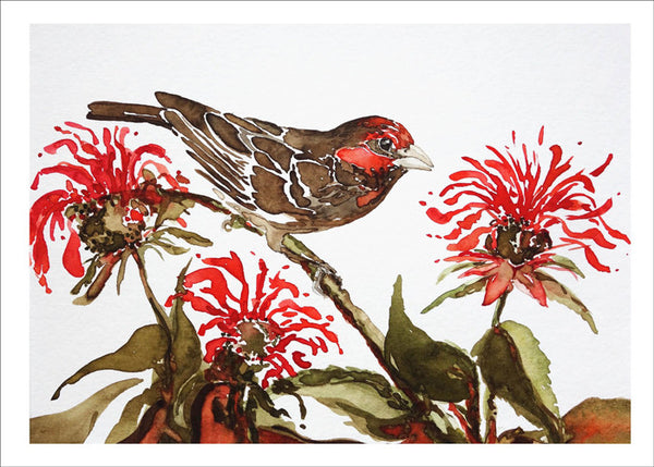 House Finch in Bee Balm by Nancy Tomczak