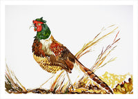 Pheasant by Nancy Tomczak