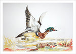 Wood Duck in Flight by Nancy Tomczak
