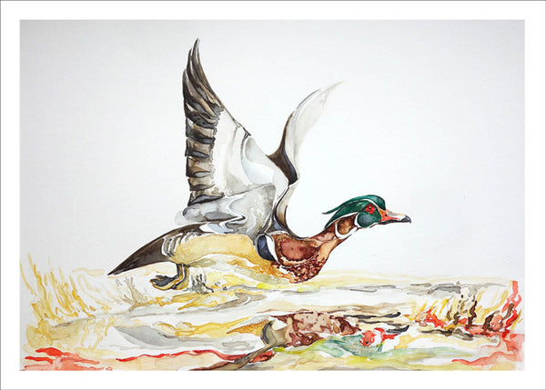 Wood Duck in Flight by Nancy Tomczak