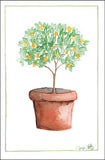 Orange Tree