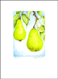 Pear Branch