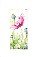 Pink Poppy