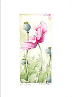 Pink Poppy