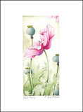 Pink Poppy