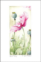 Pink Poppy