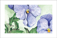 Purple Pansies