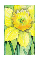 Daffodil