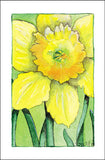 Daffodil