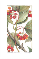 Highbush Cranberry