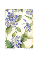 Blue Hydrangea