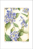 Blue Hydrangea
