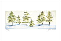 Spruce Trees
