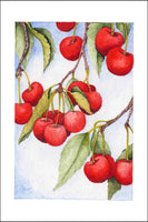 Cherries