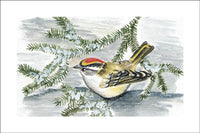 Golden-Crowned Kinglet