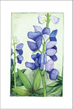 Lupine