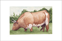Bull in the Grass
