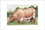 Bull in the Grass