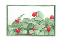 Partridge Berry