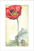 Single Poppy