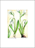 Snowdrops II