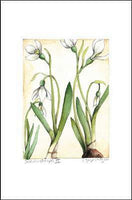 Snowdrops II