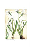 Snowdrops II