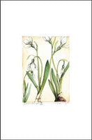 Snowdrops II