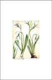 Snowdrops II