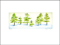 Spruce Trees