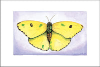 Sulphur Butterfly