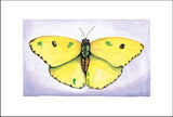 Sulphur Butterfly
