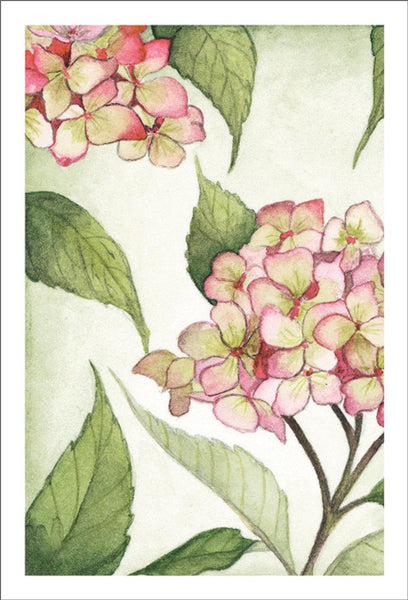 Grateful Pink Hydrangeas