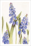 Grateful Hyacinth
