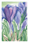 Grateful Crocus