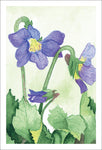 Grateful Violets