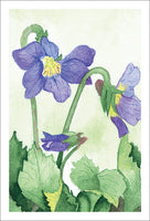 Grateful Violets